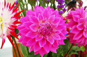 Chepstow Show 2014 - Horticulture Section - Prize-winning Dahlia